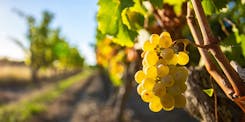 Bunch of white grapes, Chardonnay variety